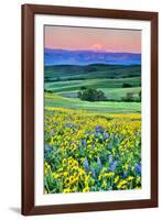 USA, Oregon, Columbia River Gorge landscape of field and Mt. Hood-Hollice Looney-Framed Photographic Print