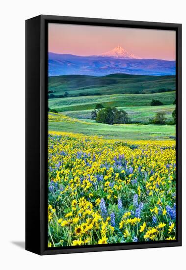 USA, Oregon, Columbia River Gorge landscape of field and Mt. Hood-Hollice Looney-Framed Stretched Canvas