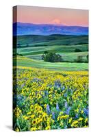 USA, Oregon, Columbia River Gorge landscape of field and Mt. Hood-Hollice Looney-Stretched Canvas