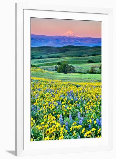 USA, Oregon, Columbia River Gorge landscape of field and Mt. Hood-Hollice Looney-Framed Premium Photographic Print