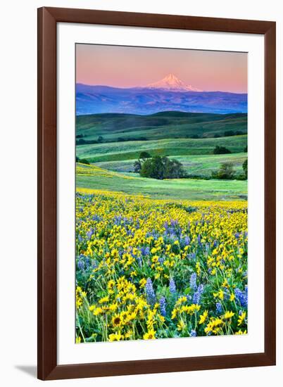 USA, Oregon, Columbia River Gorge landscape of field and Mt. Hood-Hollice Looney-Framed Premium Photographic Print