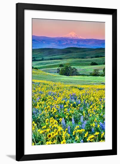 USA, Oregon, Columbia River Gorge landscape of field and Mt. Hood-Hollice Looney-Framed Premium Photographic Print