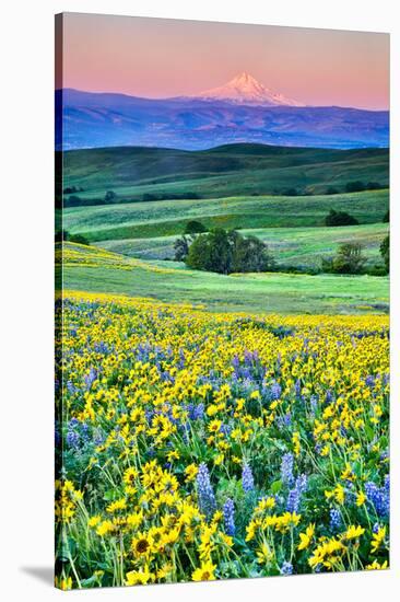 USA, Oregon, Columbia River Gorge landscape of field and Mt. Hood-Hollice Looney-Stretched Canvas