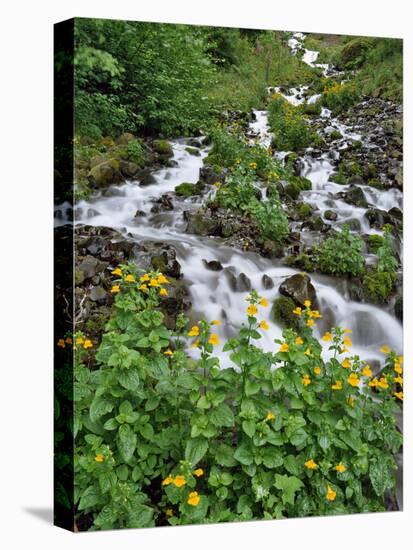 USA, Oregon, Columbia River Gorge National Scenic Area. Yellow Monkeyflowers Along Wahkeena Creek-Jaynes Gallery-Stretched Canvas