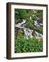 USA, Oregon, Columbia River Gorge National Scenic Area. Yellow Monkeyflowers Along Wahkeena Creek-Jaynes Gallery-Framed Photographic Print