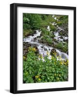 USA, Oregon, Columbia River Gorge National Scenic Area. Yellow Monkeyflowers Along Wahkeena Creek-Jaynes Gallery-Framed Photographic Print