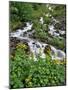 USA, Oregon, Columbia River Gorge National Scenic Area. Yellow Monkeyflowers Along Wahkeena Creek-Jaynes Gallery-Mounted Photographic Print