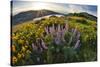 USA, Oregon, Columbia River Gorge, Rowena Crest at sunrise-Hollice Looney-Stretched Canvas