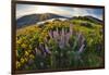 USA, Oregon, Columbia River Gorge, Rowena Crest at sunrise-Hollice Looney-Framed Photographic Print