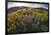 USA, Oregon, Columbia River Gorge, Rowena Crest at sunrise-Hollice Looney-Framed Photographic Print