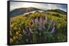 USA, Oregon, Columbia River Gorge, Rowena Crest at sunrise-Hollice Looney-Framed Stretched Canvas