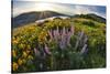 USA, Oregon, Columbia River Gorge, Rowena Crest at sunrise-Hollice Looney-Stretched Canvas