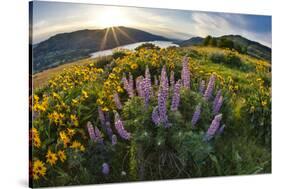 USA, Oregon, Columbia River Gorge, Rowena Crest at sunrise-Hollice Looney-Stretched Canvas