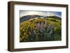 USA, Oregon, Columbia River Gorge, Rowena Crest at sunrise-Hollice Looney-Framed Photographic Print