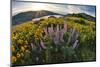 USA, Oregon, Columbia River Gorge, Rowena Crest at sunrise-Hollice Looney-Mounted Photographic Print