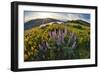 USA, Oregon, Columbia River Gorge, Rowena Crest at sunrise-Hollice Looney-Framed Photographic Print