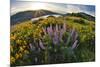 USA, Oregon, Columbia River Gorge, Rowena Crest at sunrise-Hollice Looney-Mounted Photographic Print