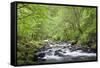USA, Oregon, Columbia River Gorge, Tanner Creek.-Rob Tilley-Framed Stretched Canvas