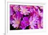 USA, Oregon. Columbian Lewisia Flowers Close-up-Jean Carter-Framed Photographic Print