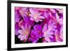 USA, Oregon. Columbian Lewisia Flowers Close-up-Jean Carter-Framed Photographic Print