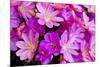 USA, Oregon. Columbian Lewisia Flowers Close-up-Jean Carter-Mounted Photographic Print