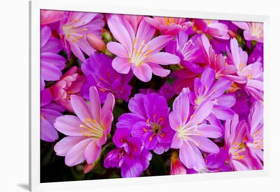 USA, Oregon. Columbian Lewisia Flowers Close-up-Jean Carter-Framed Photographic Print