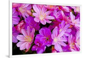 USA, Oregon. Columbian Lewisia Flowers Close-up-Jean Carter-Framed Photographic Print