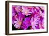 USA, Oregon. Columbian Lewisia Flowers Close-up-Jean Carter-Framed Photographic Print