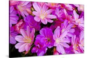 USA, Oregon. Columbian Lewisia Flowers Close-up-Jean Carter-Stretched Canvas