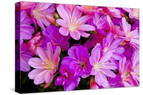 USA, Oregon. Columbian Lewisia Flowers Close-up-Jean Carter-Stretched Canvas