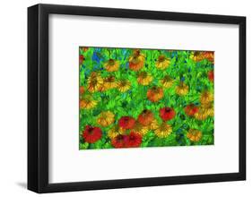 USA, Oregon, Coos Bay. Abstract of flower garden.-Jaynes Gallery-Framed Photographic Print