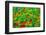 USA, Oregon, Coos Bay. Abstract of flower garden.-Jaynes Gallery-Framed Photographic Print