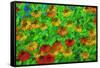 USA, Oregon, Coos Bay. Abstract of flower garden.-Jaynes Gallery-Framed Stretched Canvas