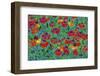 USA, Oregon, Coos Bay. Abstract of Helenium flowers in garden.-Jaynes Gallery-Framed Photographic Print