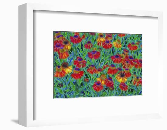 USA, Oregon, Coos Bay. Abstract of Helenium flowers in garden.-Jaynes Gallery-Framed Photographic Print