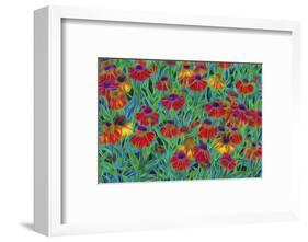 USA, Oregon, Coos Bay. Abstract of Helenium flowers in garden.-Jaynes Gallery-Framed Photographic Print