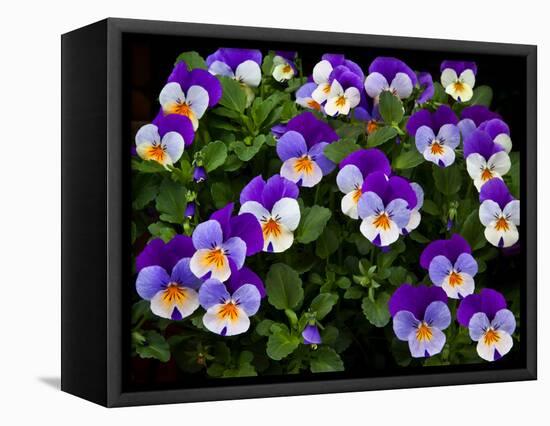 USA, Oregon, Coos Bay. Purple violas.-Jaynes Gallery-Framed Stretched Canvas