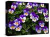 USA, Oregon, Coos Bay. Purple violas.-Jaynes Gallery-Stretched Canvas