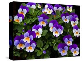 USA, Oregon, Coos Bay. Purple violas.-Jaynes Gallery-Stretched Canvas