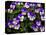 USA, Oregon, Coos Bay. Purple violas.-Jaynes Gallery-Stretched Canvas