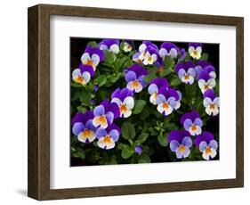 USA, Oregon, Coos Bay. Purple violas.-Jaynes Gallery-Framed Photographic Print