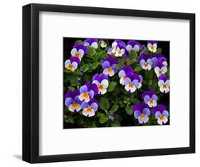 USA, Oregon, Coos Bay. Purple violas.-Jaynes Gallery-Framed Photographic Print