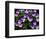USA, Oregon, Coos Bay. Purple violas.-Jaynes Gallery-Framed Photographic Print