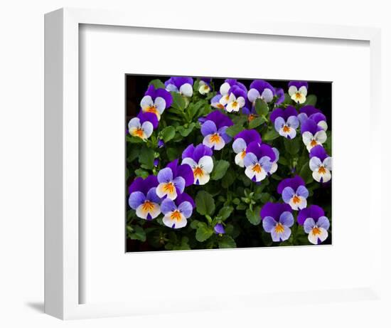 USA, Oregon, Coos Bay. Purple violas.-Jaynes Gallery-Framed Photographic Print