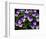 USA, Oregon, Coos Bay. Purple violas.-Jaynes Gallery-Framed Photographic Print