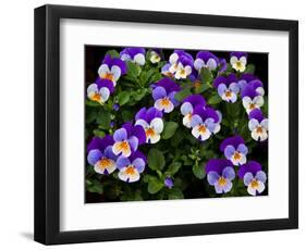 USA, Oregon, Coos Bay. Purple violas.-Jaynes Gallery-Framed Photographic Print