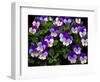 USA, Oregon, Coos Bay. Purple violas.-Jaynes Gallery-Framed Photographic Print