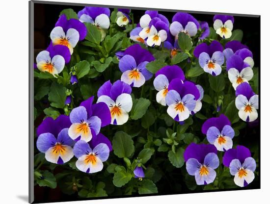 USA, Oregon, Coos Bay. Purple violas.-Jaynes Gallery-Mounted Photographic Print