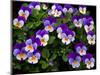 USA, Oregon, Coos Bay. Purple violas.-Jaynes Gallery-Mounted Photographic Print
