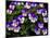 USA, Oregon, Coos Bay. Purple violas.-Jaynes Gallery-Mounted Photographic Print